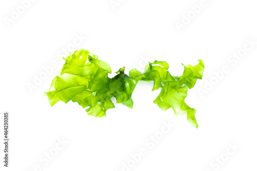 Green sea weed leaf isolated on the white background. photo