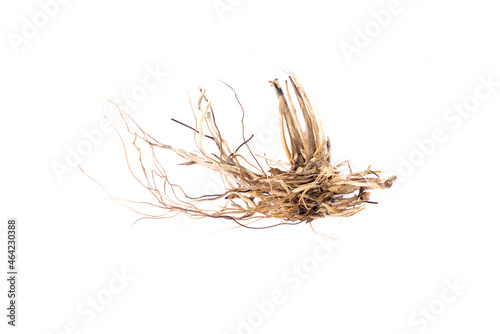 Dried grass root isolated on the white background.