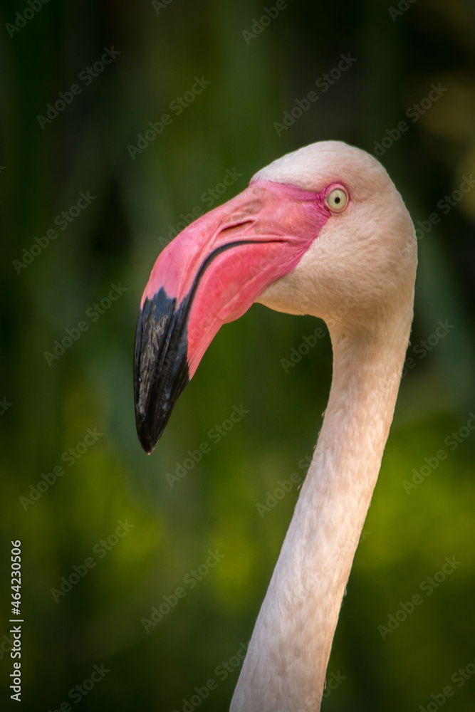 Portret flaminga - obrazy, fototapety, plakaty 
