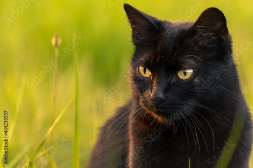 Czarny kot na tle trawy w promieniach zachodzącego słońca