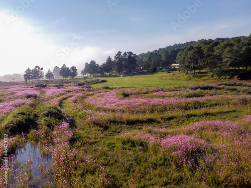 Beautiful shot of a meadow with purple flowers in a mountain in Tapalpa, Jalisco, Mexic photo