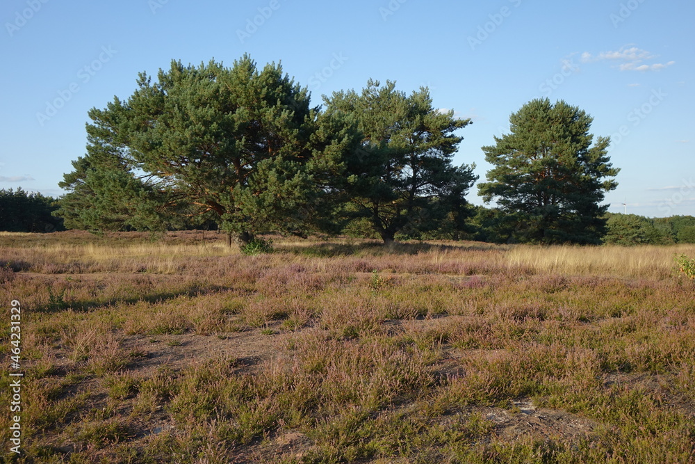 Blossoming heath and pine trees under a late summer blue sunny sky, Mehlinger Heide near Kaiserslautern, Rhineland Palatinate, Germany
