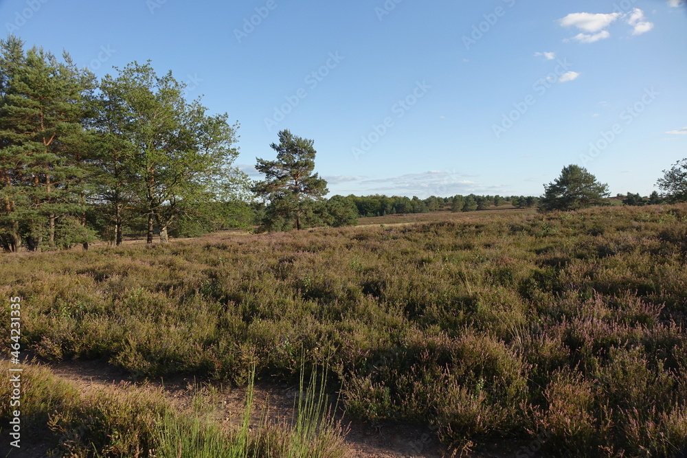 Blossoming heath and pine trees under a late summer blue sunny sky, Mehlinger Heide near Kaiserslautern, Rhineland Palatinate, Germany
Blossoming heath and pine trees under a late summer blue sunny sky, Mehlinger Heide near Kaiserslautern, Rhineland Palatinate, Germany