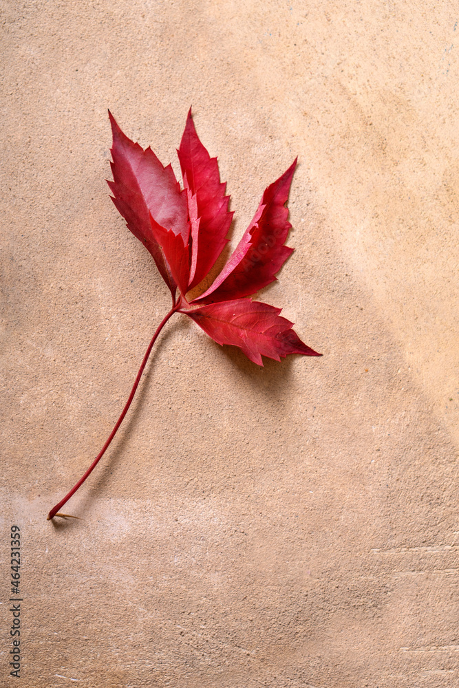 Autumn theme. Autumn leaves and branches of juniper on sandy background Autumn theme. Autumn leaves and branches of juniper on sandy background