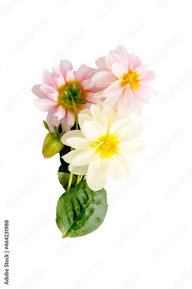 Beautiful flower composition of dahlias on a white background. Pink, white and yellow flowers
