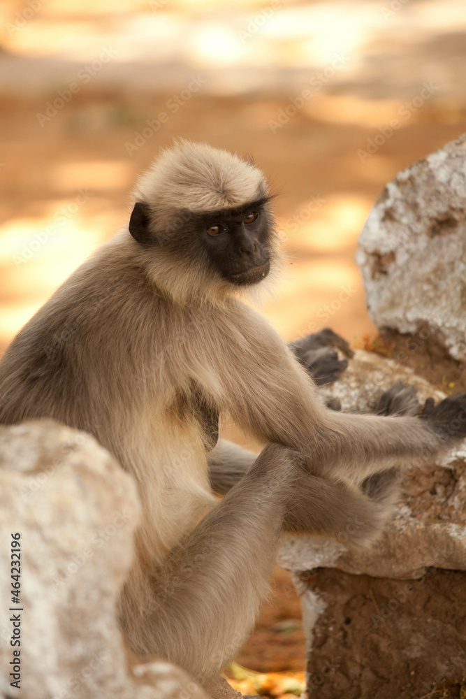 indian monkeys