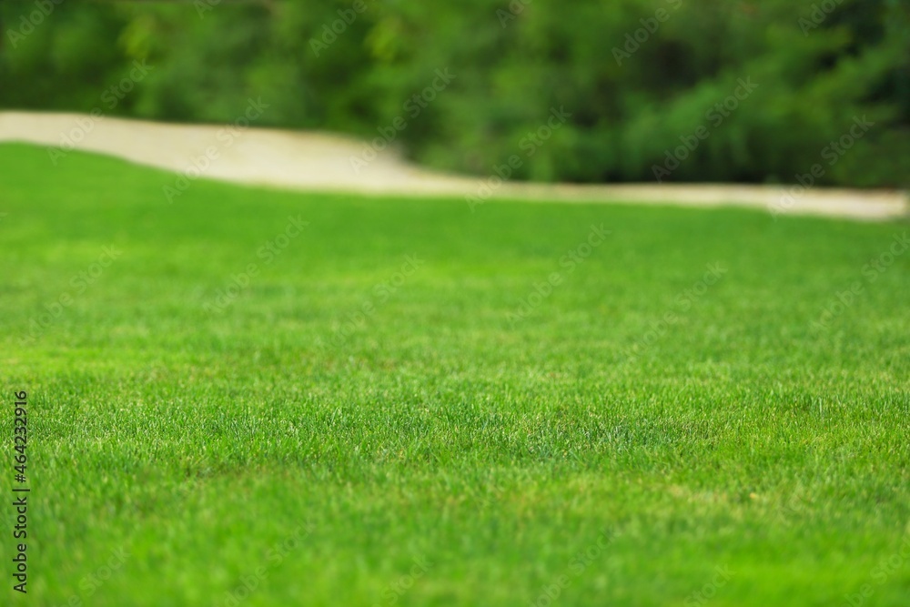 Landscaped Green grass with tree. Grass background