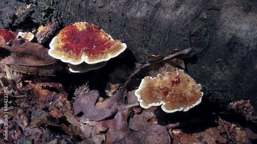 Rusty gilled polypore (Gloeophyllum sepiarium) mushroom on the trunk of a felled tree. photo