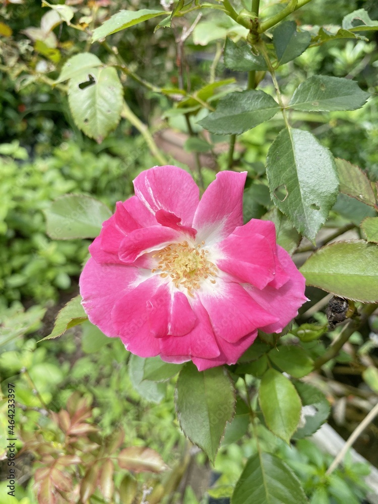 pink rose flower in nature garden pink rose flower in nature garden