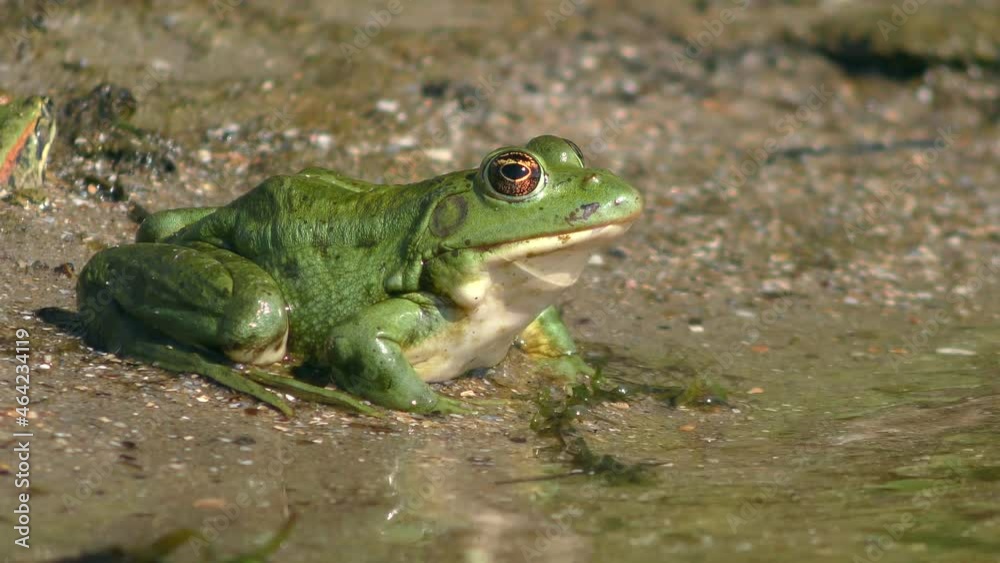 Marsh frog or Eurasian marsh frog (Pelophylax ridibundus) on a sandy shore in the splash zone, side view, close-up. Marsh frog or Eurasian marsh frog (Pelophylax ridibundus) on a sandy shore in the splash zone, side view, close-up.