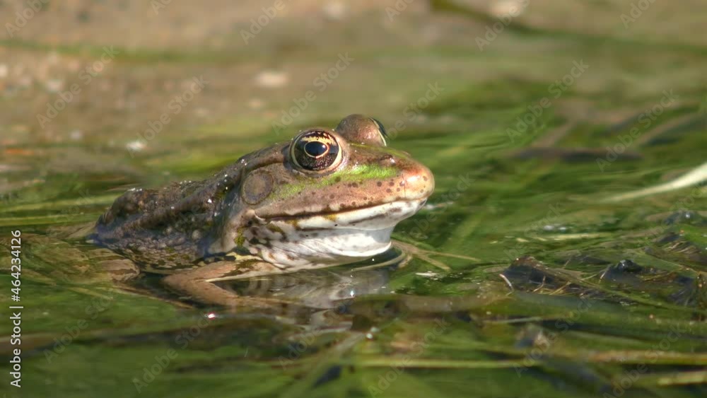Pool frog (Pelophylax lessonae) on floating aquatic plants, in water with varying levels, close-up.