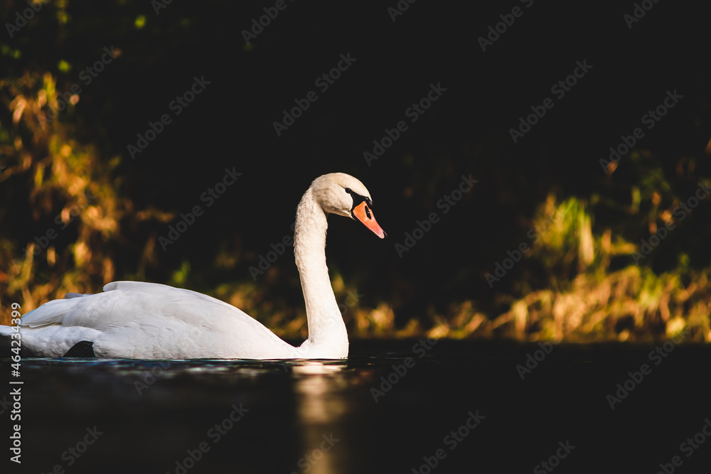 Fototapeta premium swan on the water