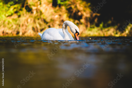 white swan on the lake
