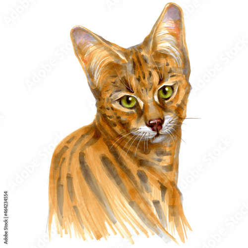 Photography Hand drawn sketch markers illustration of serval