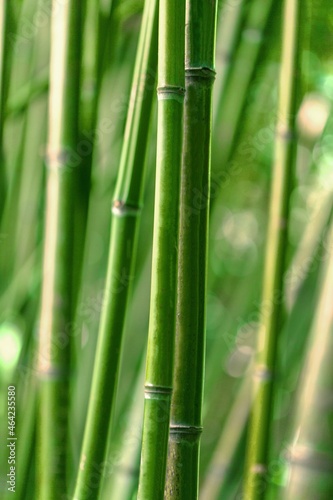 Green fresh bamboo leaves  new life