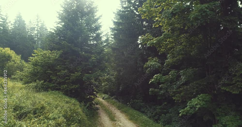 Aerial forest after rain with athmosferic fog clouds and curvy country road Aerial forest after rain with athmosferic fog clouds and curvy country road