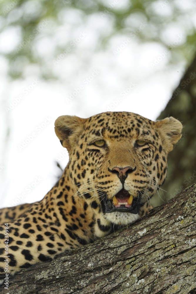 Fototapeta premium Leopard over tree (Serengeti, TANZANIA)
