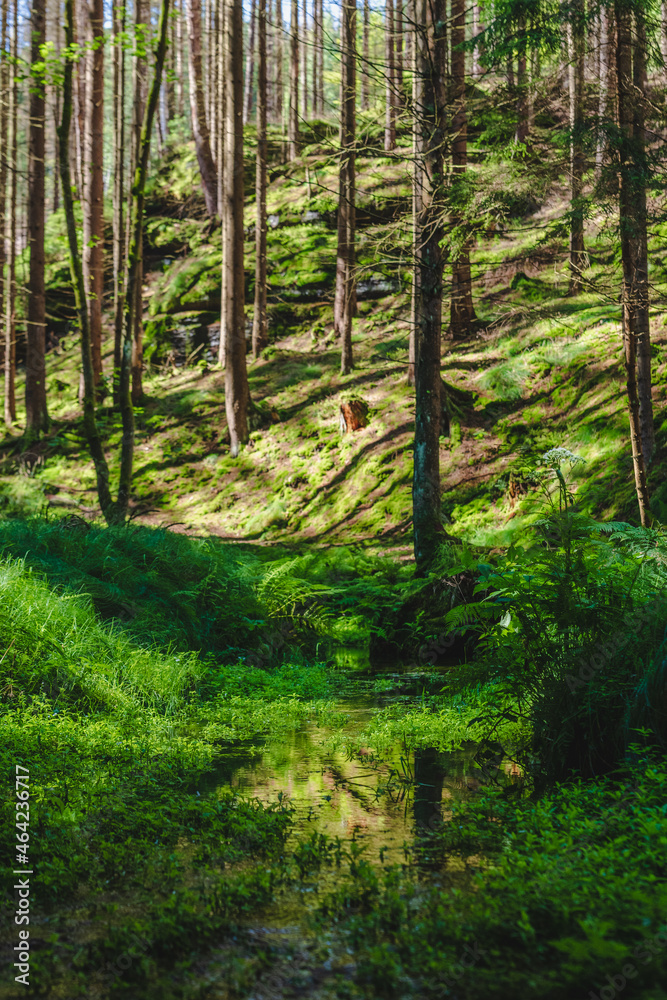 footpath in the woods