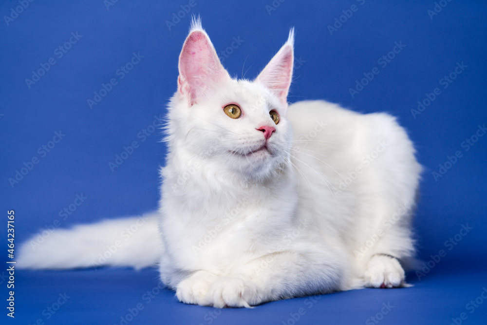 Longhair cat breed Maine Coon Cat. Portrait of pretty white color Coon Cat. Animal lying on blue background.