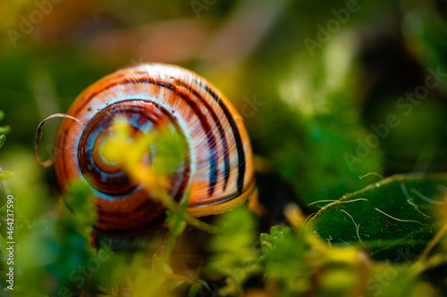 The snail in the garden