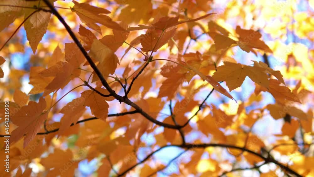 Sunbeams at autumn leaves in the park in 4k slow motion 60fps

