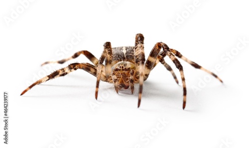 Beauty Mexican tarantula spider female