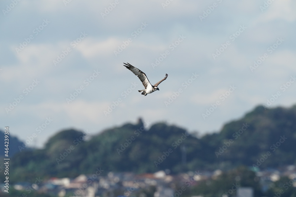 osprey in the sky