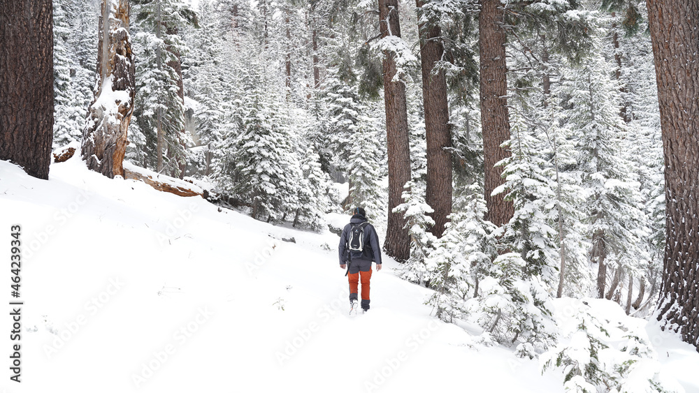Male hiker in snowy white winter mountain and tree landscapes in Sequoia and Kings Canyon National Park, California, USA.