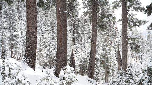 Snowy white winter mountain and tree landscapes in Sequoia and Kings Canyon National Park, California, USA.