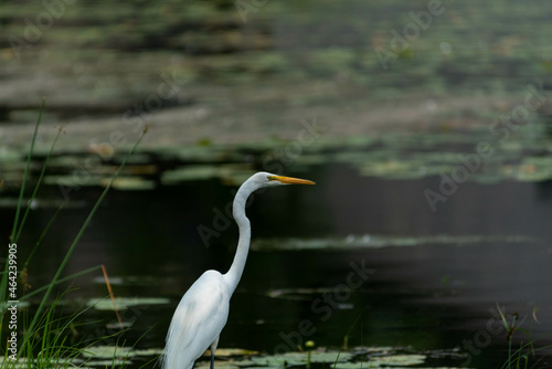Great Egret or Great White Heron looking across the water. © Focused Adventures