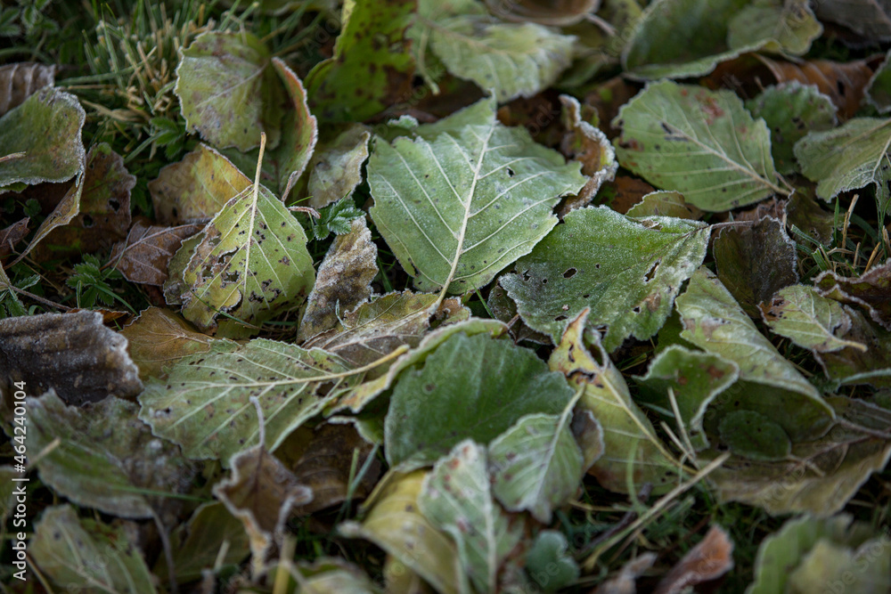 autumn leaves close-up, natural background autumn leaves close-up, natural background