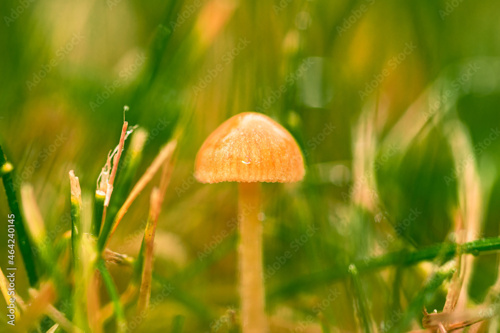 Grzybki, grzyby w naturalnym środowisku Grzybki, grzyby w naturalnym środowisku