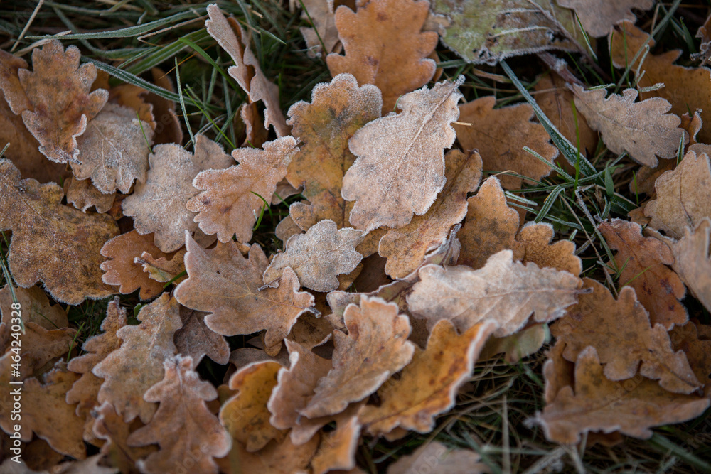 autumn leaves close-up, natural background autumn leaves close-up, natural background