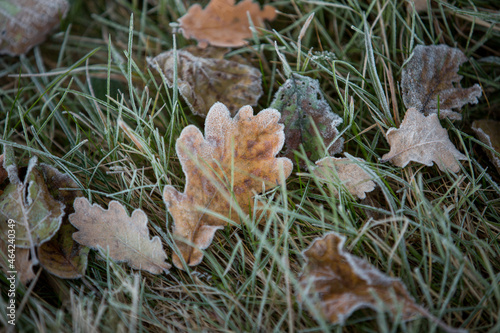 autumn leaves close-up, natural background