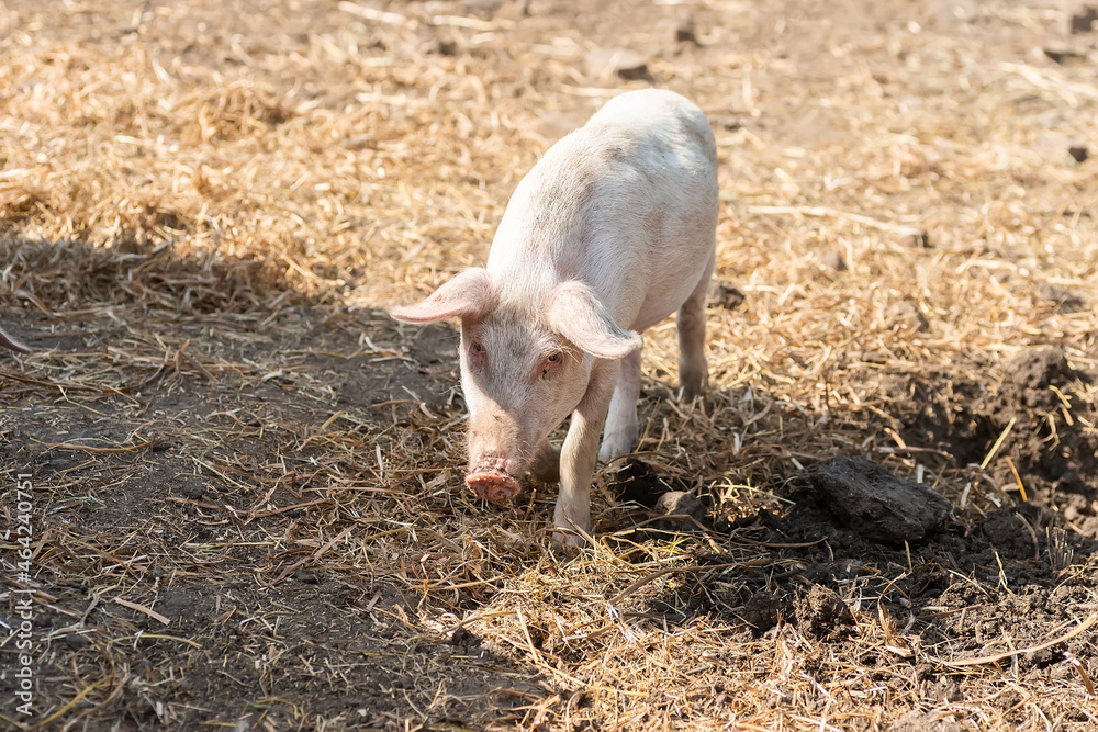 Pig farming raising and breeding of domestic pigs..