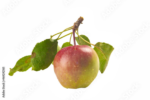 Red apple and its stem on white background

 photo