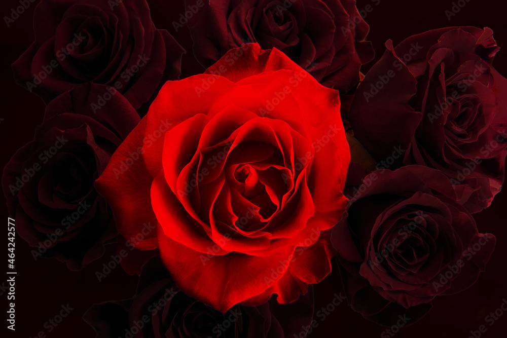 Red roses on black background. Red roses on black background.