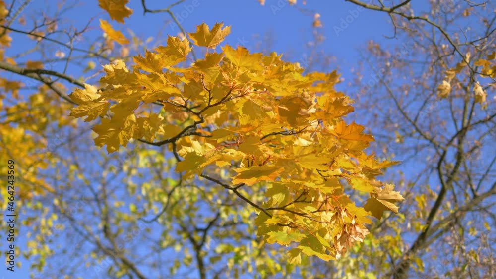 Sunbeams at autumn leaves in the park in 4k slow motion 60fps Sunbeams at autumn leaves in the park in 4k slow motion 60fps