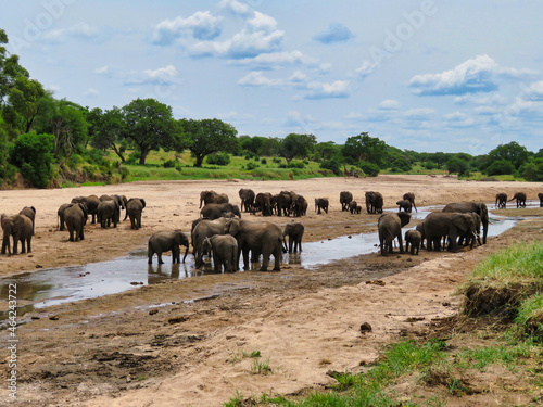 Photography Group of elephants by the pond in the savannah, Africa