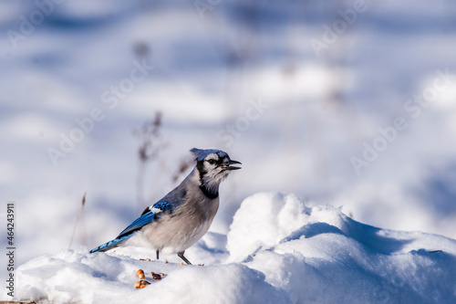 Blue Jay (Cyanocitta cristata) eating seads in the winter snows.