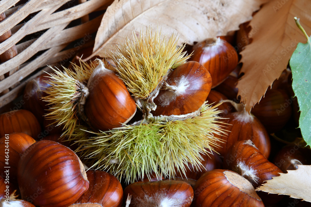 Close-up of freshly harvested chestnuts with hedgehogs and wicker basket. Close-up of freshly harvested chestnuts with hedgehogs and wicker basket.