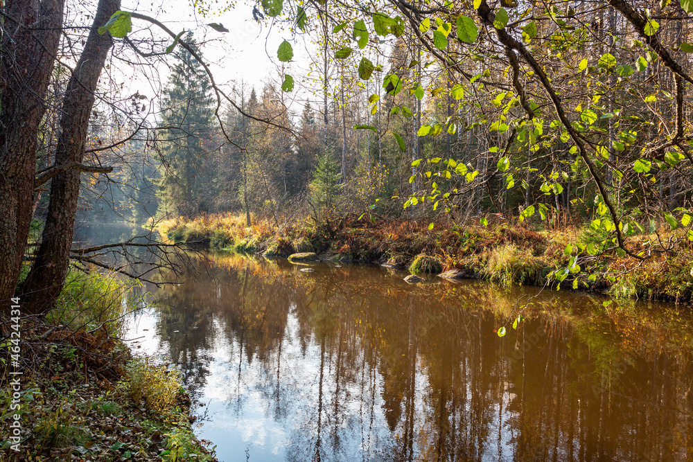 Obraz premium Autumn forest and river on a sunny day. Beautiful autumn landscape