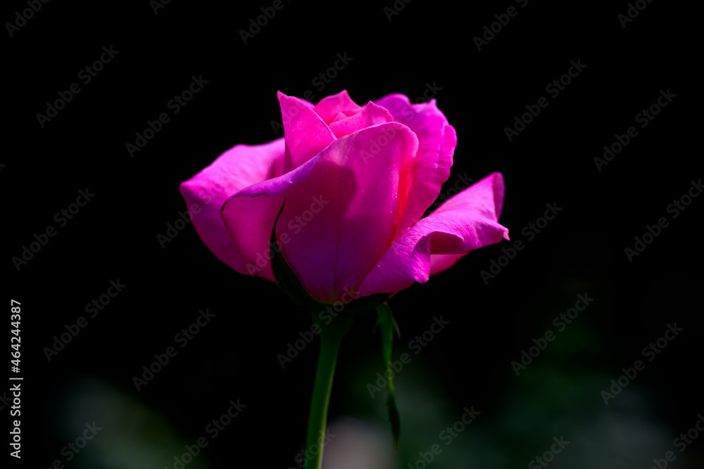 黒の背景に映える濃いピンク色の薔薇 黒の背景に映える濃いピンク色の薔薇