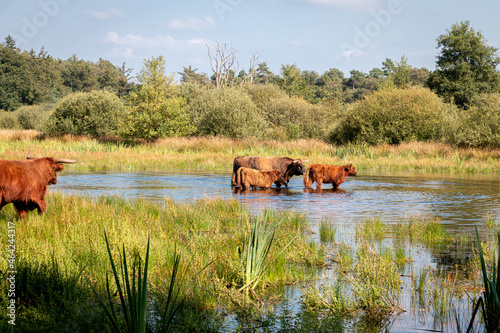 The aurochs wade through the water in the national park 'het Witte veen' near the village of Haaksbergen, province of Gelderland, Netherlands