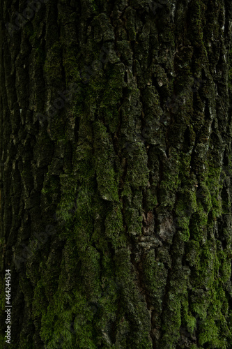 Background, tree, hornbeam tree bark and moss.close up.beautiful artistic light