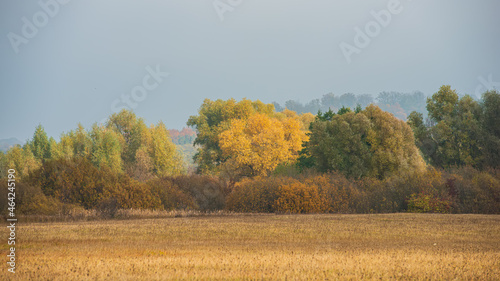 Deciduous forest and meadow  autumn panoramic landscape.