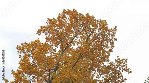 Close - up of a beautiful huge oak tree with autumn leaves on a day with stormy wind against grey sky. Seen in Germany in October.