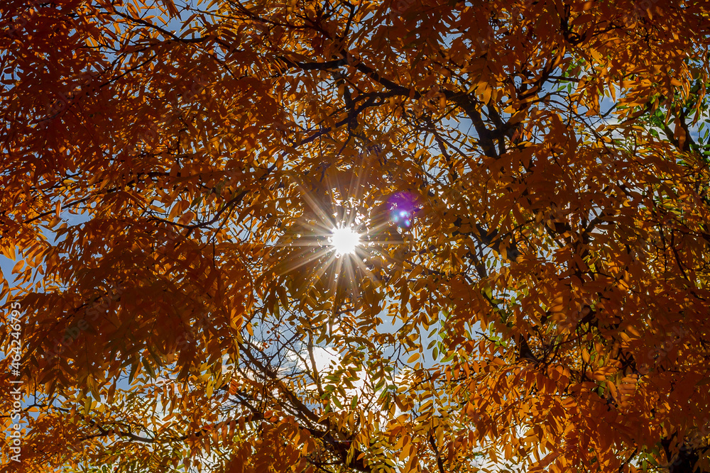Obraz premium Autumn colors in the leaves of the trees. Autumn landscape