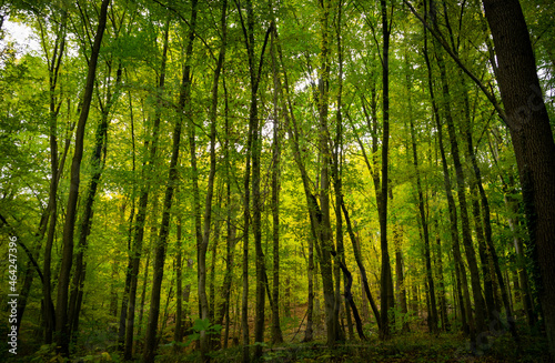 Wunderschöne dünne Bäume in einem Wald bei Sonnenuntergang photo