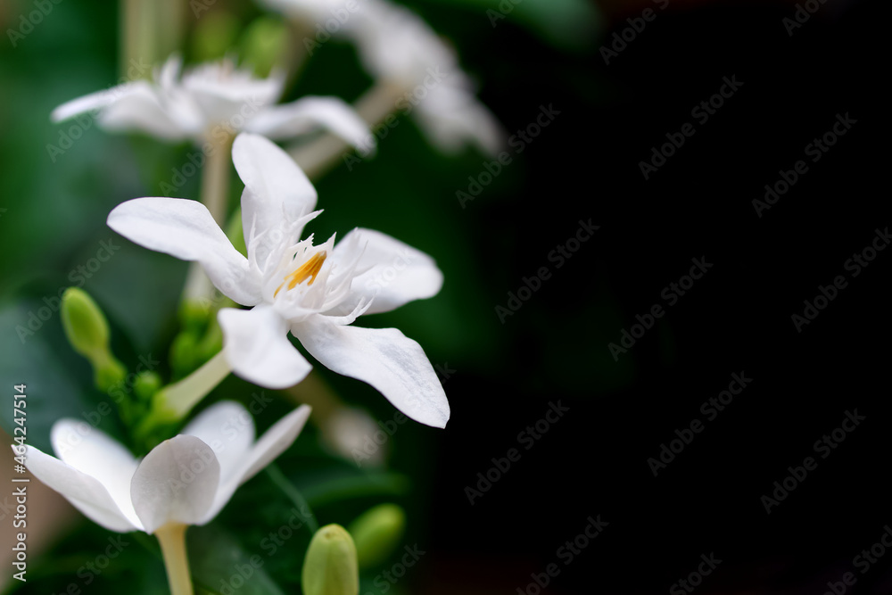 Jasmine, Idda flower on black blurred background with copy space, Flowering ornamental plant, Arctic Snow, Milky Way, Snowflake, Sweet Indrajao, Winter Cherry Tree or (Wrightia antidysenterica R.Br.) Jasmine, Idda flower on black blurred background with copy space, Flowering ornamental plant, Arctic Snow, Milky Way, Snowflake, Sweet Indrajao, Winter Cherry Tree or (Wrightia antidysenterica R.Br.)